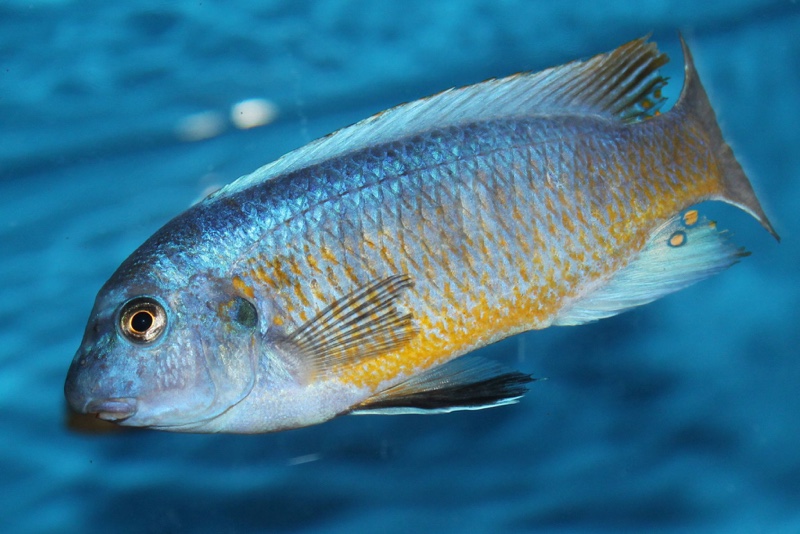 Labeotropheus fuelleborni 'Katale Island'